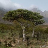 Euphorbia arbuscula (Haggeher Mts, Socotra) (50-60cm H, branched)